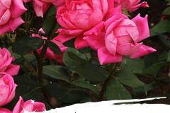pink-roses-happy-birthday-mom